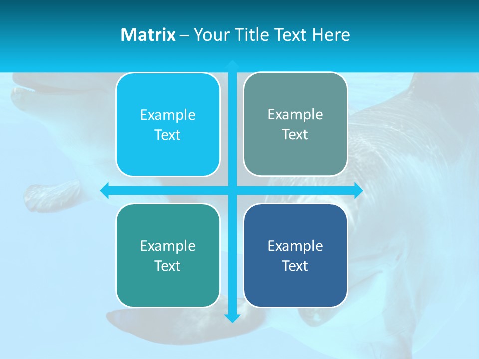 A Couple Of Dolphins Swimming In The Water PowerPoint Template