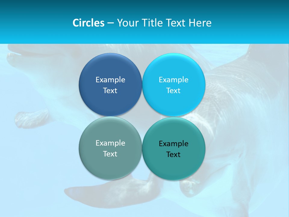 A Couple Of Dolphins Swimming In The Water PowerPoint Template