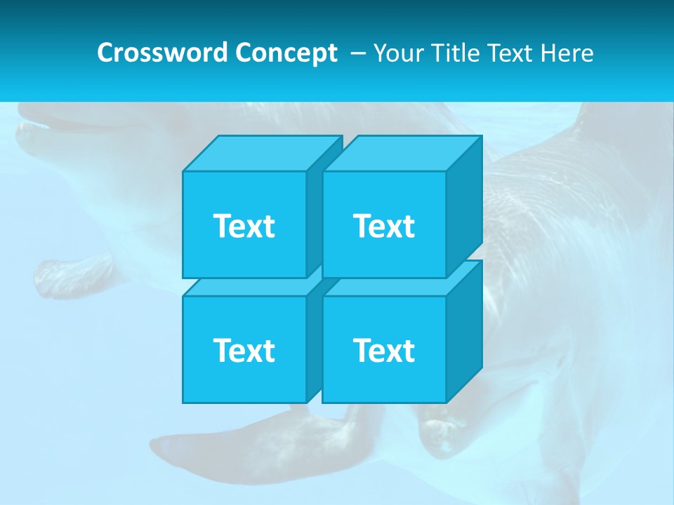 A Couple Of Dolphins Swimming In The Water PowerPoint Template