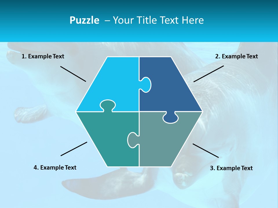 A Couple Of Dolphins Swimming In The Water PowerPoint Template