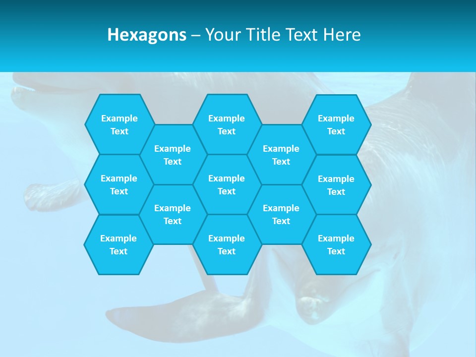 A Couple Of Dolphins Swimming In The Water PowerPoint Template