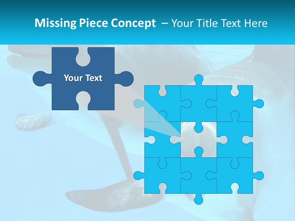 A Couple Of Dolphins Swimming In The Water PowerPoint Template