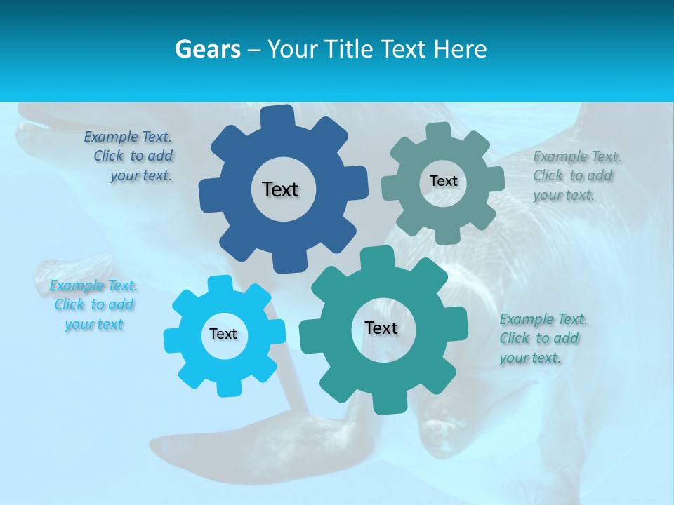 A Couple Of Dolphins Swimming In The Water PowerPoint Template