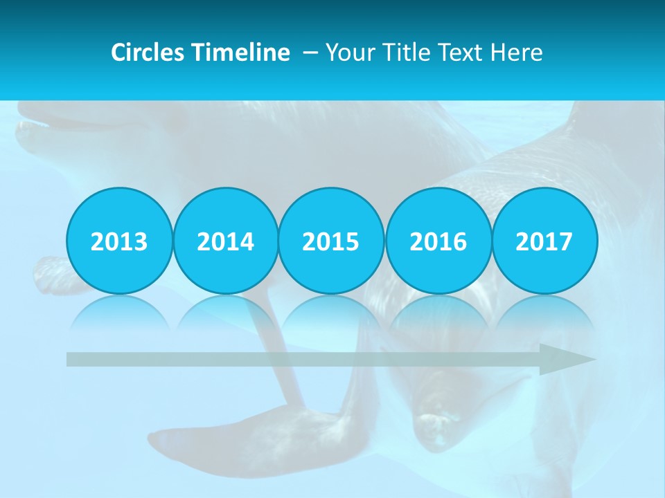 A Couple Of Dolphins Swimming In The Water PowerPoint Template