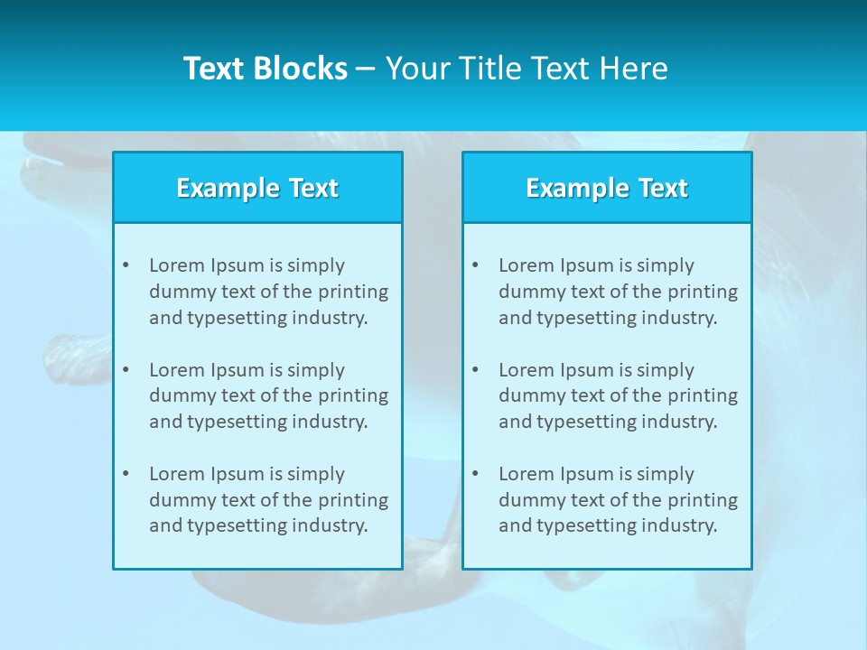 A Couple Of Dolphins Swimming In The Water PowerPoint Template