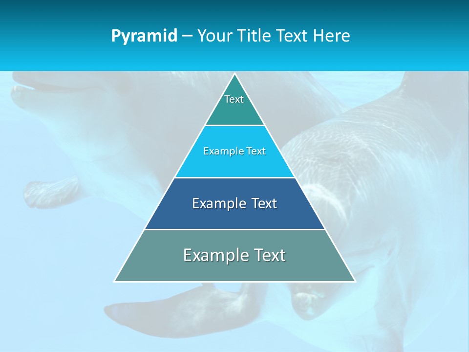 A Couple Of Dolphins Swimming In The Water PowerPoint Template