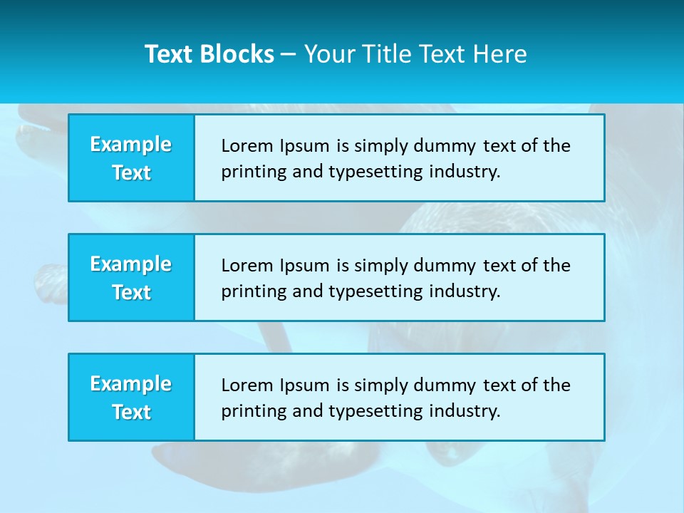 A Couple Of Dolphins Swimming In The Water PowerPoint Template