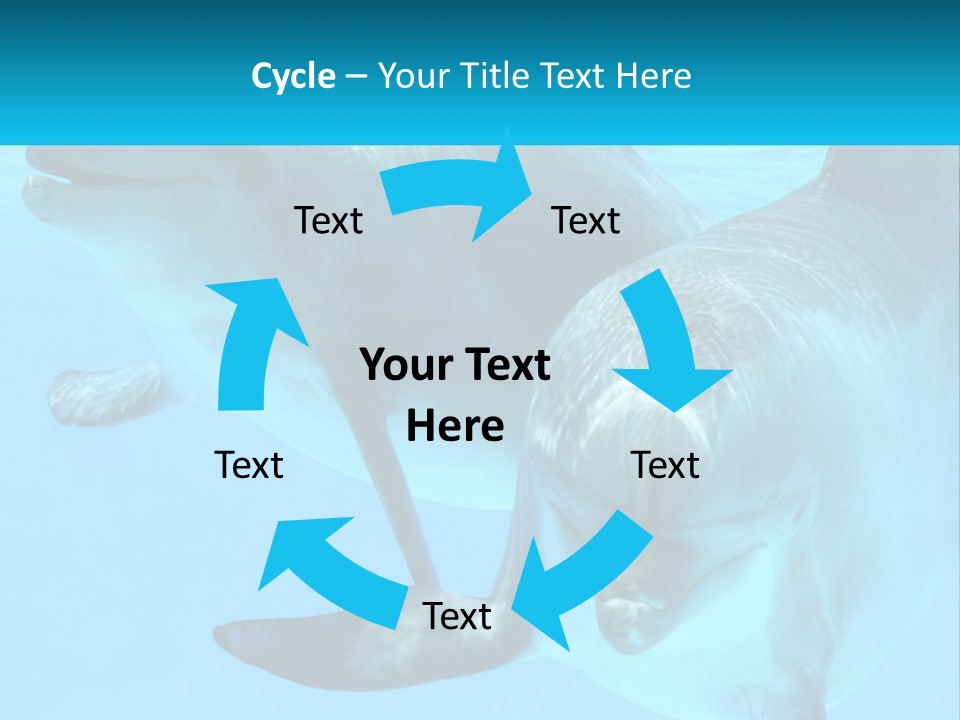 A Couple Of Dolphins Swimming In The Water PowerPoint Template