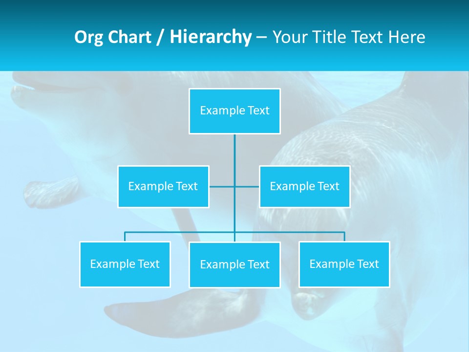 A Couple Of Dolphins Swimming In The Water PowerPoint Template