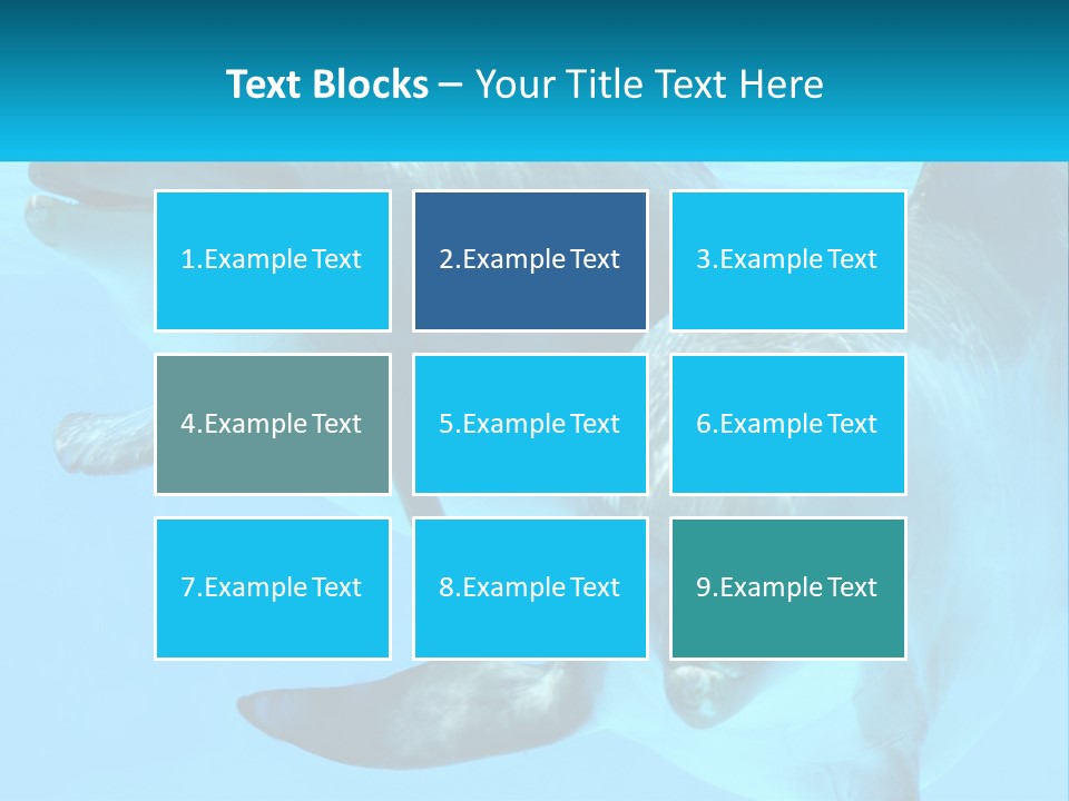 A Couple Of Dolphins Swimming In The Water PowerPoint Template