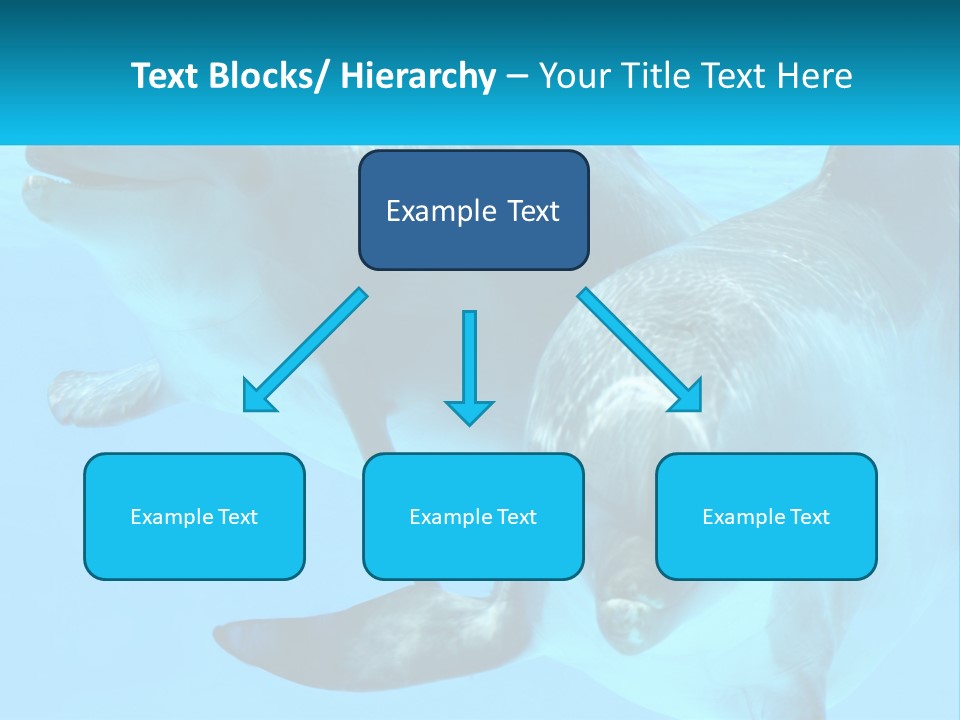 A Couple Of Dolphins Swimming In The Water PowerPoint Template
