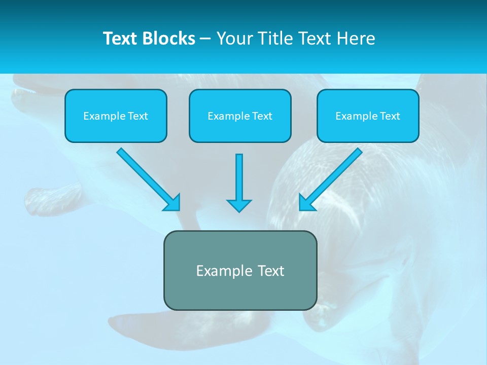 A Couple Of Dolphins Swimming In The Water PowerPoint Template