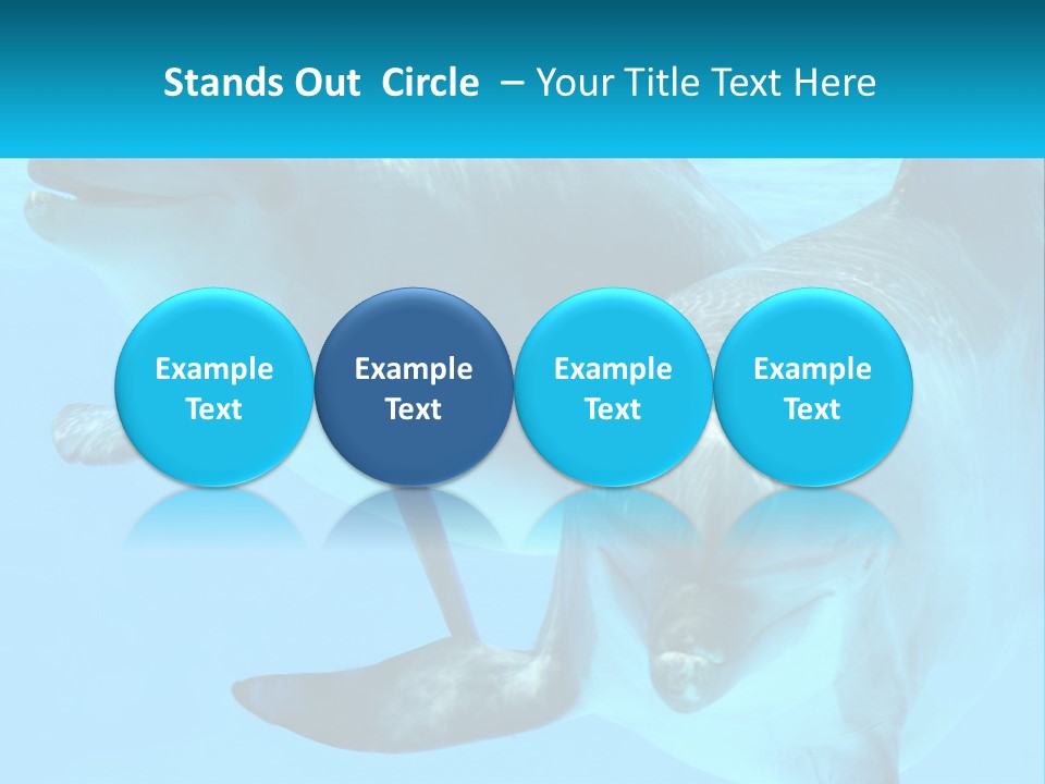 A Couple Of Dolphins Swimming In The Water PowerPoint Template