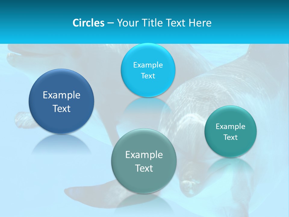 A Couple Of Dolphins Swimming In The Water PowerPoint Template