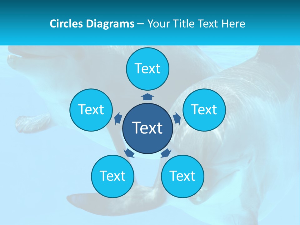 A Couple Of Dolphins Swimming In The Water PowerPoint Template