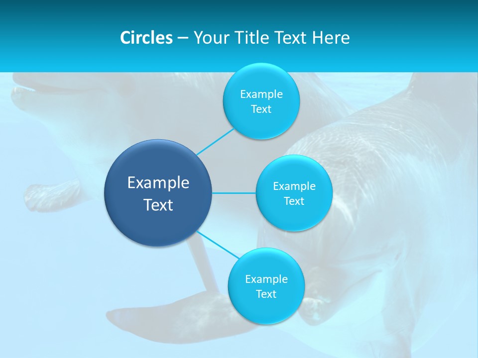 A Couple Of Dolphins Swimming In The Water PowerPoint Template