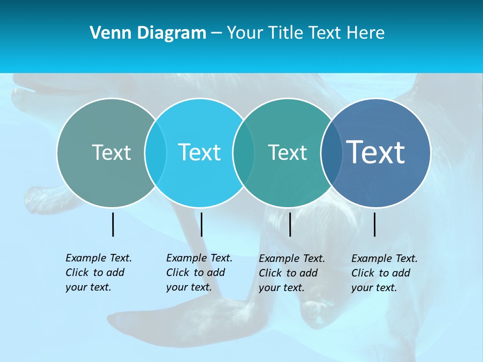 A Couple Of Dolphins Swimming In The Water PowerPoint Template