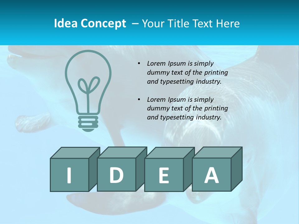 A Couple Of Dolphins Swimming In The Water PowerPoint Template