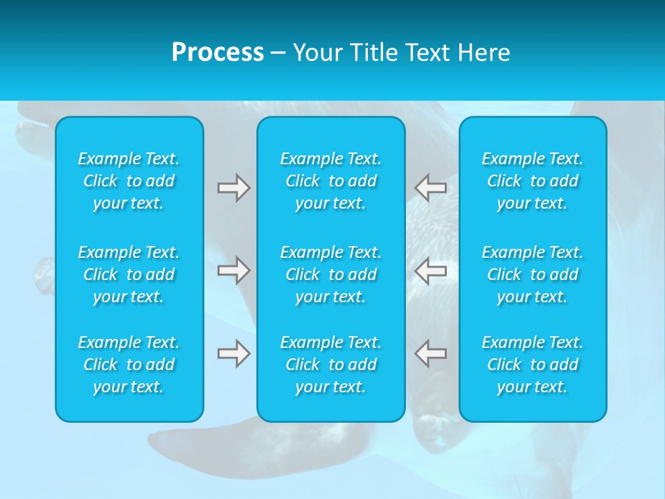 A Couple Of Dolphins Swimming In The Water PowerPoint Template