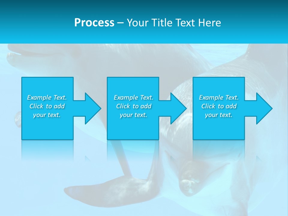 A Couple Of Dolphins Swimming In The Water PowerPoint Template
