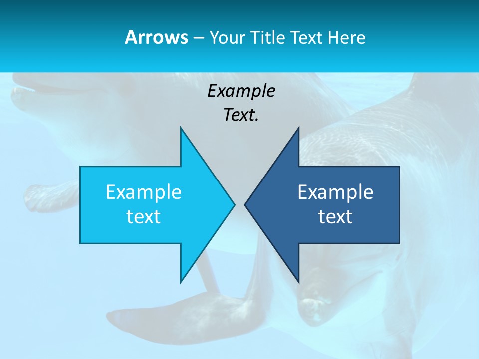 A Couple Of Dolphins Swimming In The Water PowerPoint Template