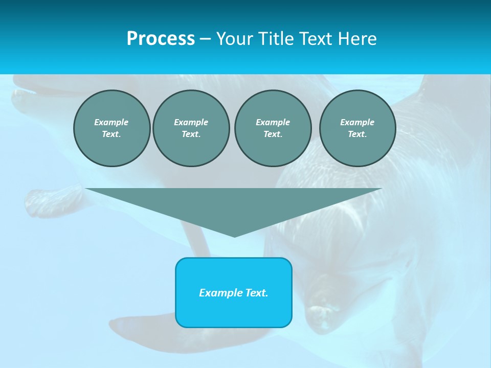 A Couple Of Dolphins Swimming In The Water PowerPoint Template