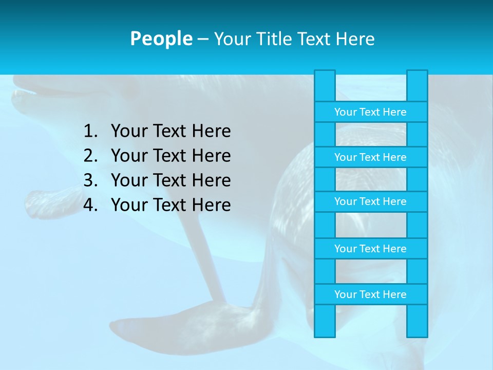 A Couple Of Dolphins Swimming In The Water PowerPoint Template