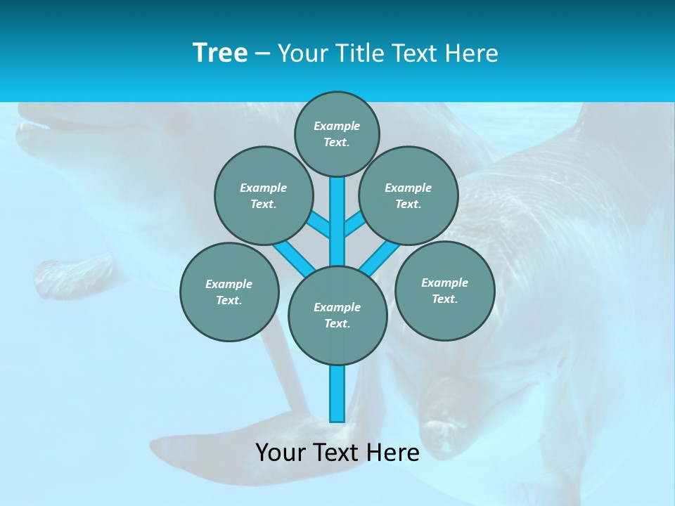 A Couple Of Dolphins Swimming In The Water PowerPoint Template