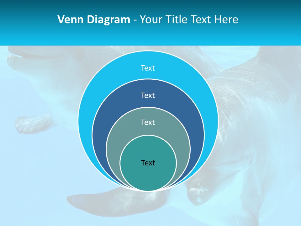 A Couple Of Dolphins Swimming In The Water PowerPoint Template