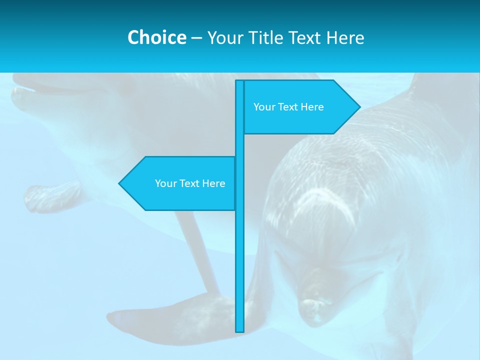 A Couple Of Dolphins Swimming In The Water PowerPoint Template