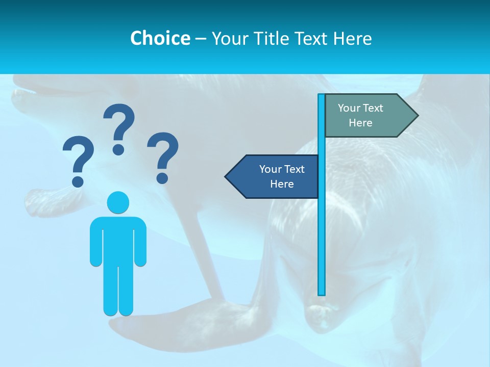 A Couple Of Dolphins Swimming In The Water PowerPoint Template