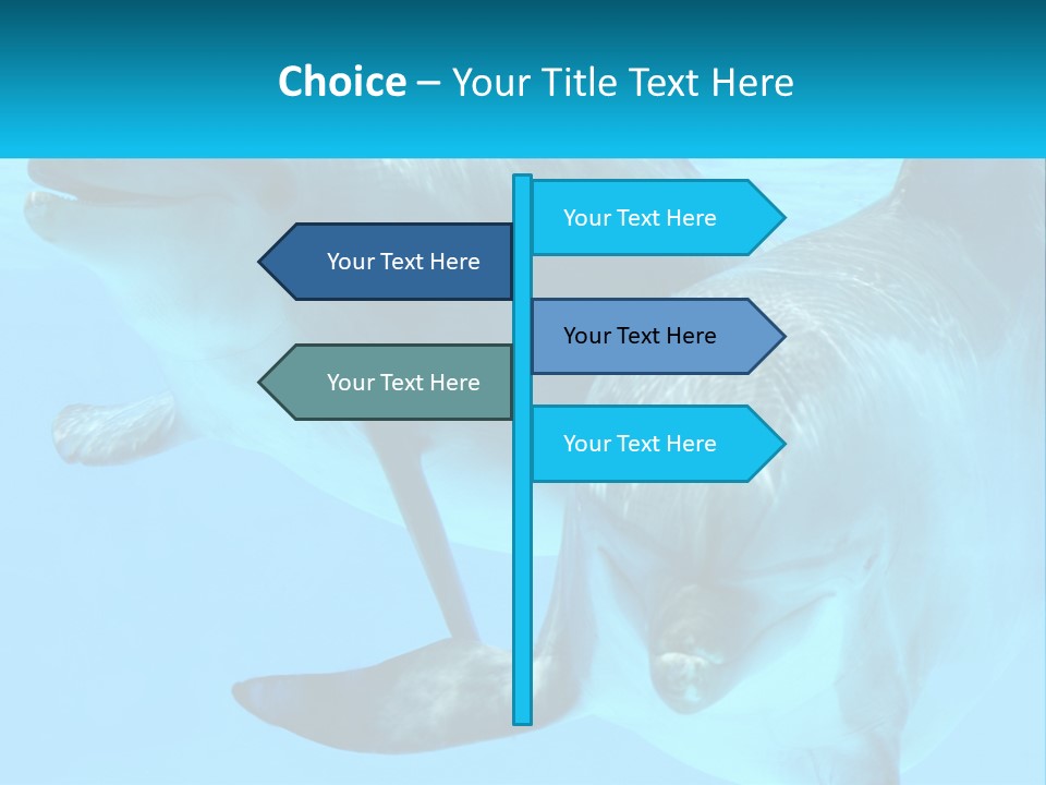 A Couple Of Dolphins Swimming In The Water PowerPoint Template