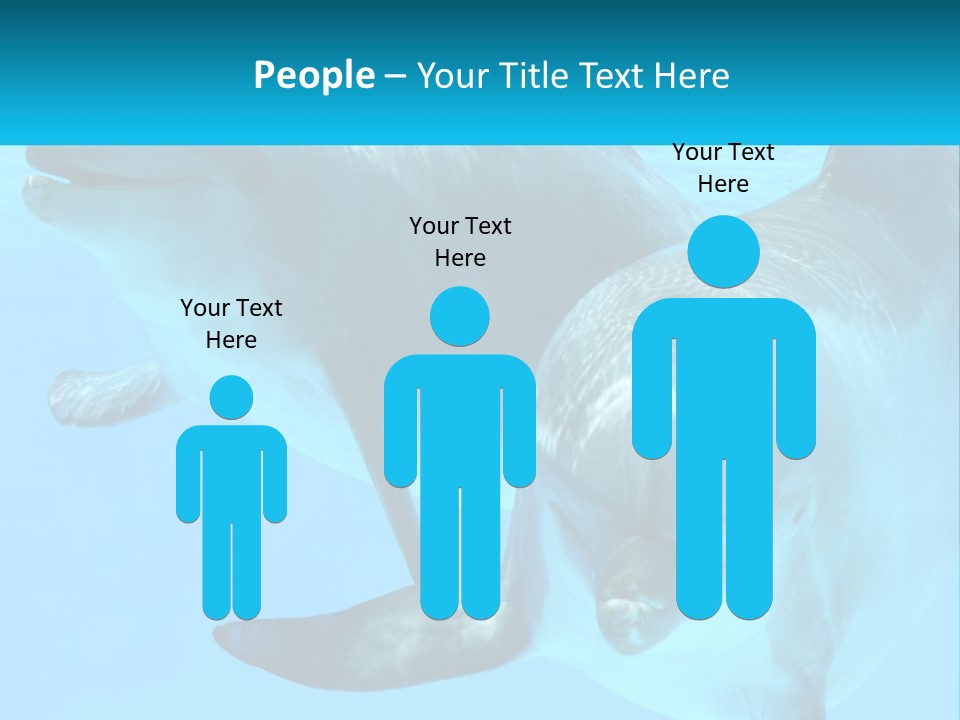 A Couple Of Dolphins Swimming In The Water PowerPoint Template