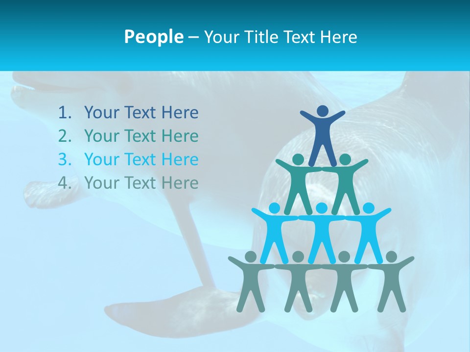 A Couple Of Dolphins Swimming In The Water PowerPoint Template