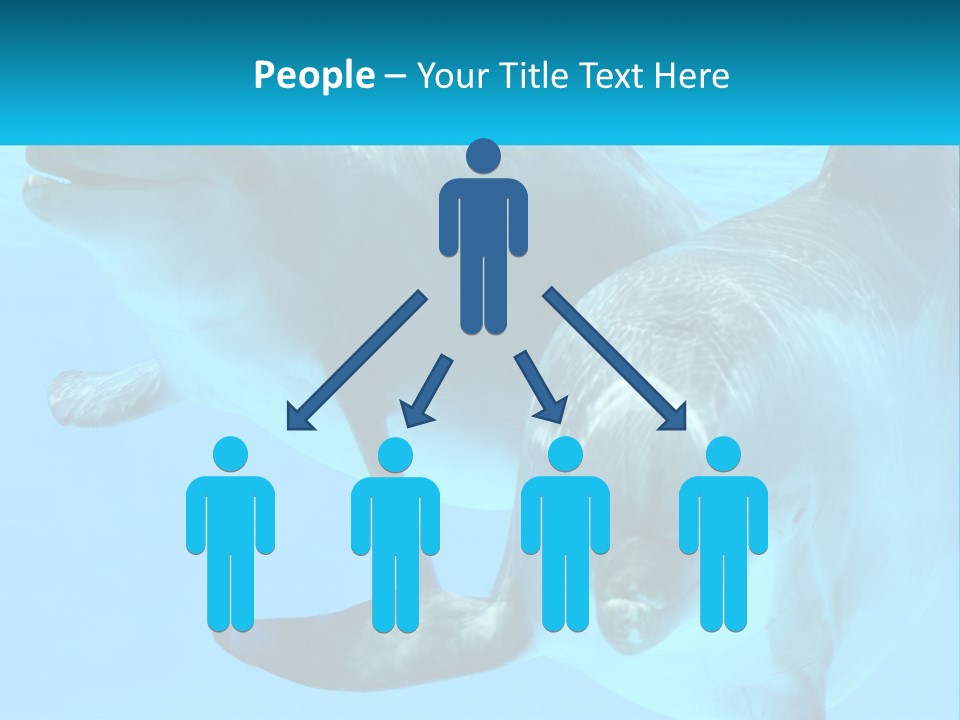 A Couple Of Dolphins Swimming In The Water PowerPoint Template