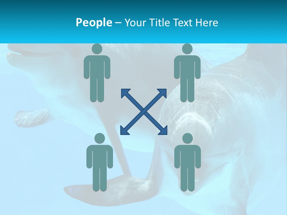 A Couple Of Dolphins Swimming In The Water PowerPoint Template