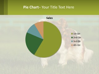 A Brown And White Dog Is Running In The Grass PowerPoint Template