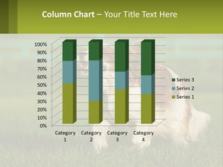 A Brown And White Dog Is Running In The Grass PowerPoint Template