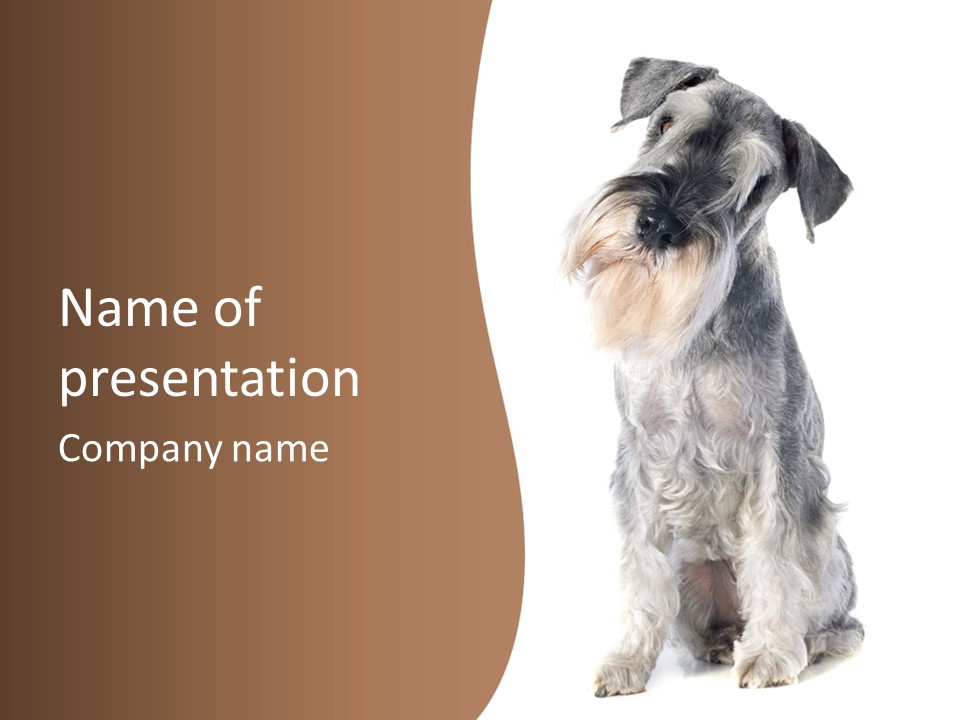 A Gray And Black Dog Sitting On Top Of A White Floor PowerPoint Template
