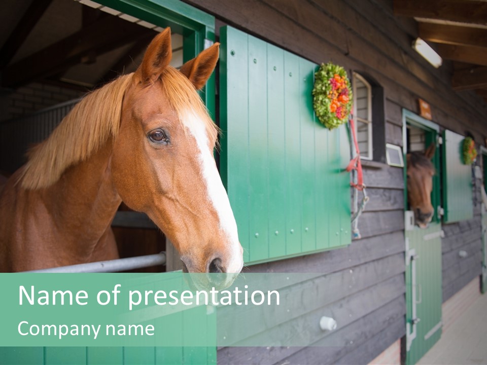 A Brown Horse Standing Next To A Green Door PowerPoint Template