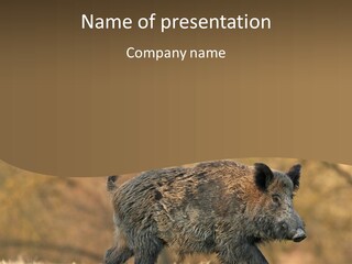A Brown Bear Walking Across A Dry Grass Covered Field PowerPoint Template