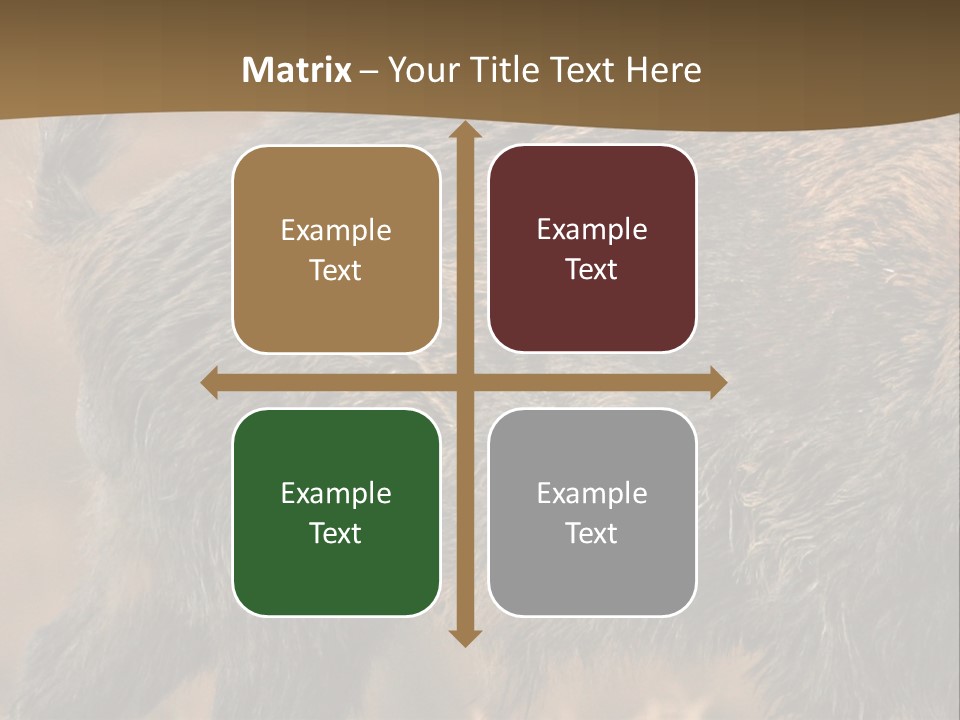 A Brown Bear Walking Across A Dry Grass Covered Field PowerPoint Template