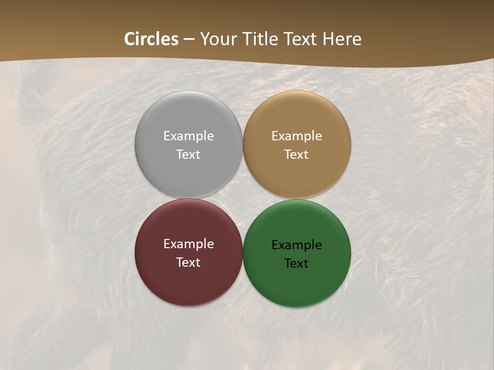 A Brown Bear Walking Across A Dry Grass Covered Field PowerPoint Template