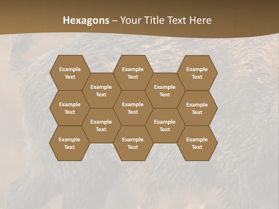 A Brown Bear Walking Across A Dry Grass Covered Field PowerPoint Template