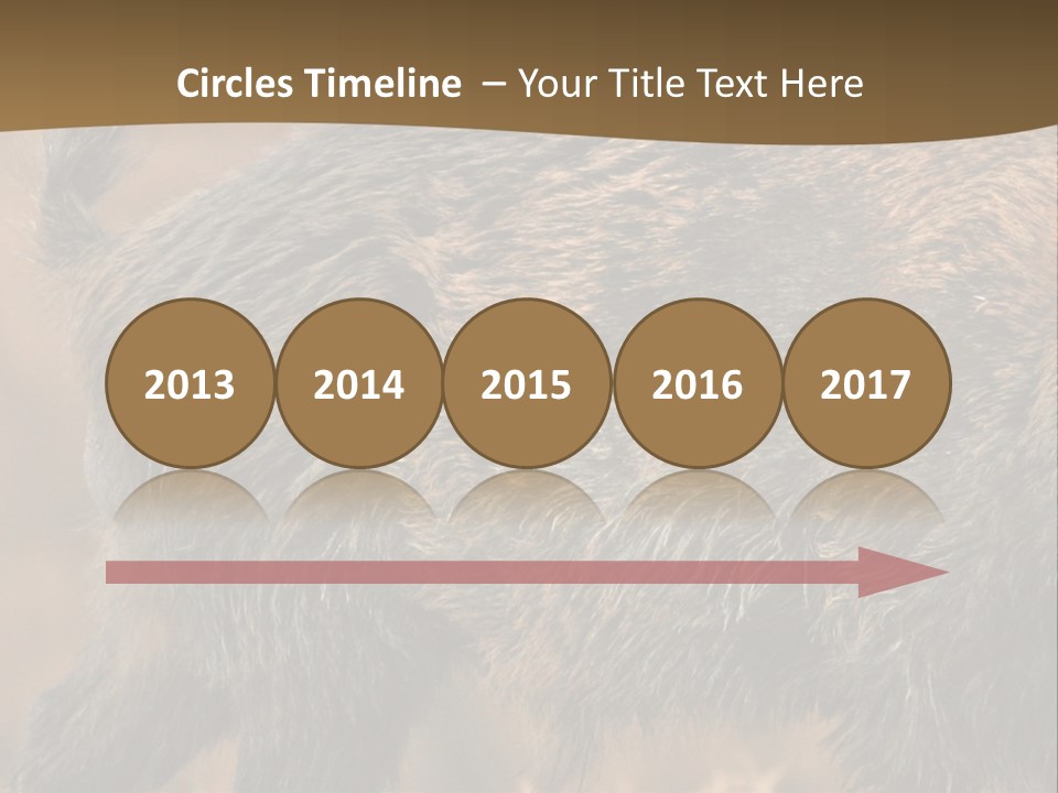 A Brown Bear Walking Across A Dry Grass Covered Field PowerPoint Template