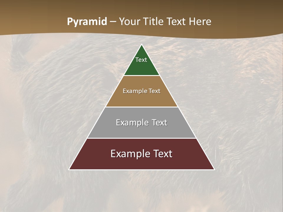 A Brown Bear Walking Across A Dry Grass Covered Field PowerPoint Template