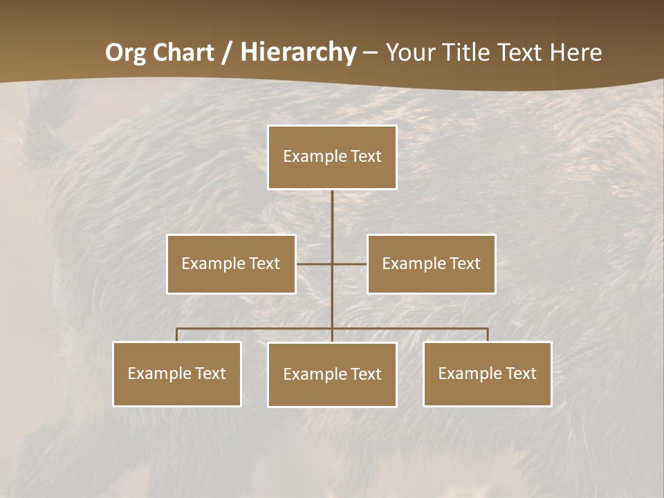 A Brown Bear Walking Across A Dry Grass Covered Field PowerPoint Template