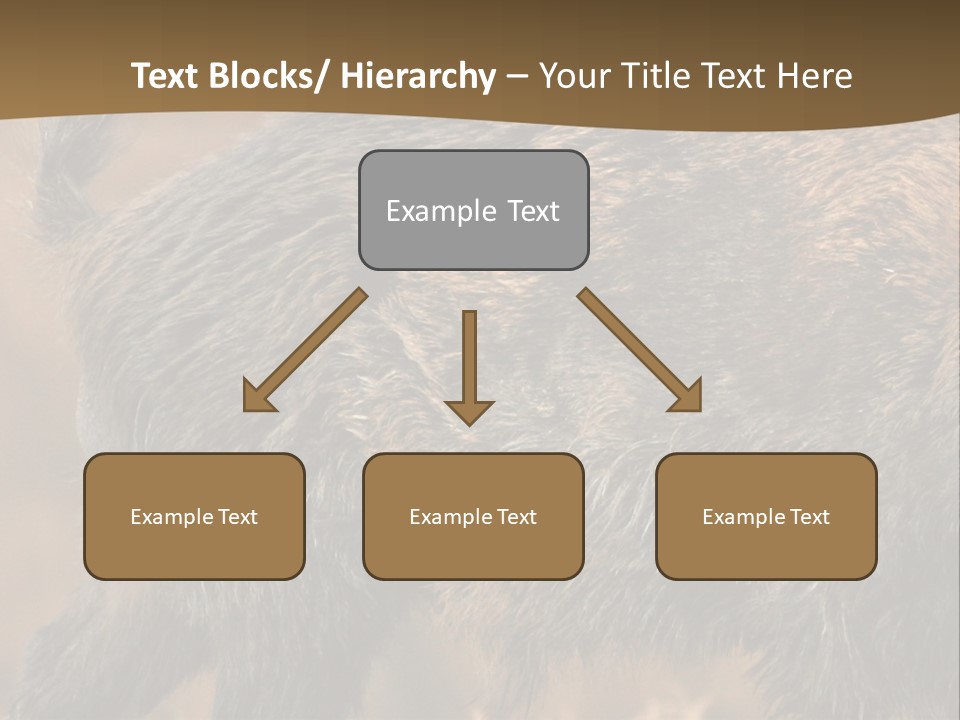 A Brown Bear Walking Across A Dry Grass Covered Field PowerPoint Template