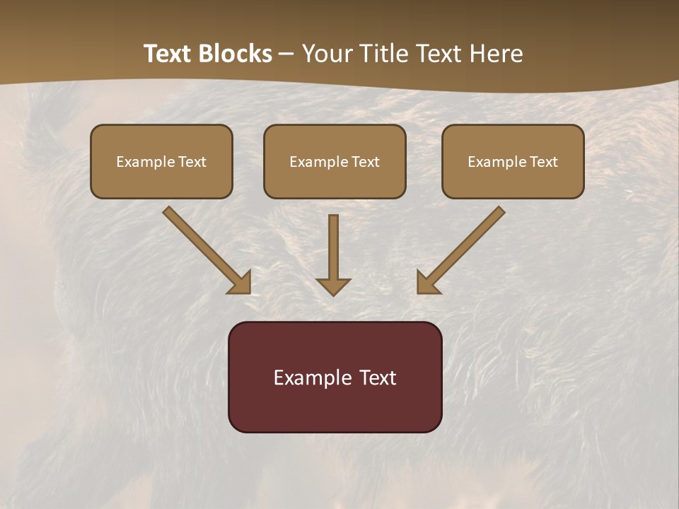 A Brown Bear Walking Across A Dry Grass Covered Field PowerPoint Template