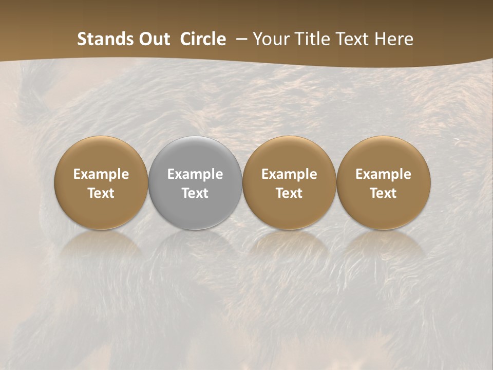 A Brown Bear Walking Across A Dry Grass Covered Field PowerPoint Template